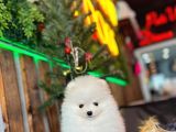 BABY FACE POMERANİAN BOO YAVRUMUZ