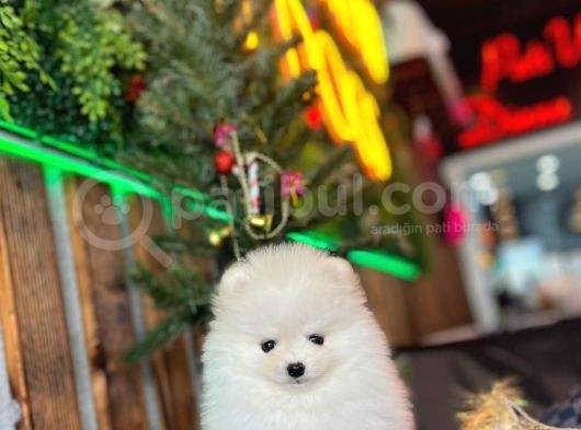 Baby Face Pomerani̇an Boo Yavrumuz