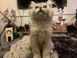 Honey Bear 9 Aylık Mavi Gözlü Kedi 