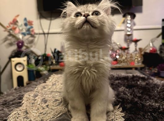 Honey Bear 9 Aylık Mavi Gözlü Kedi  görsel