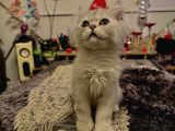 Honey bear 9 aylık mavi gözlü kedi 