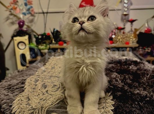 Honey Bear 9 Aylık Mavi Gözlü Kedi 