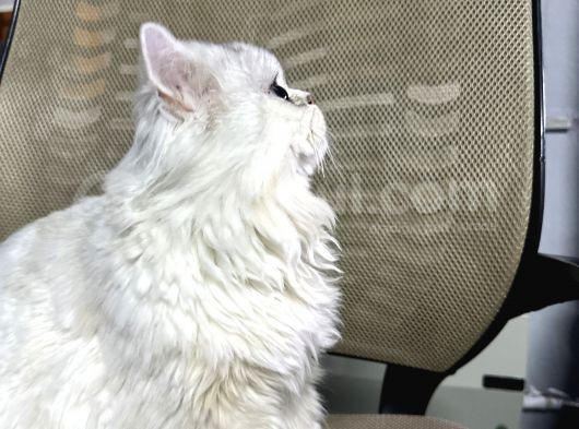 Honey Bear 9 Aylık Mavi Gözlü Kedi  görsel