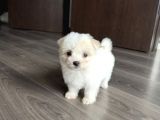 4 Aylık Maltipoo