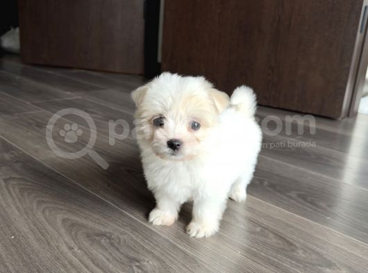 4 Aylık Maltipoo görsel