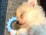 4 Aylık Maltipoo