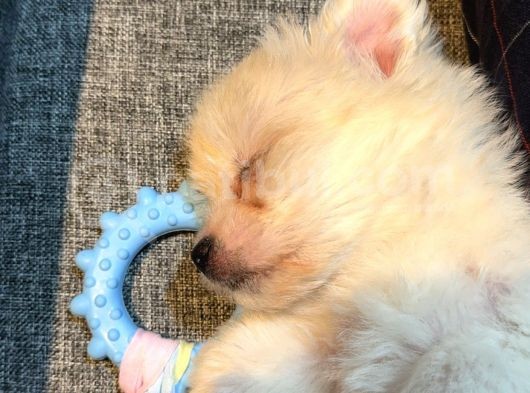 4 Aylık Maltipoo görsel