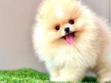 Ayicik Suratli Bal Yanakli Pomerani̇an Boo Bebekleri̇mi̇z