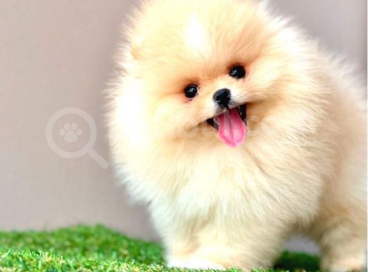 Ayicik Suratli Bal Yanakli Pomerani̇an Boo Bebekleri̇mi̇z görsel