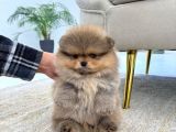 Ayicik Suratli Bal Yanakli Pomerani̇an Boo Bebekleri̇mi̇z