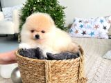 AYICIK SURATLI BAL YANAKLI POMERANİAN BOO BEBEKLERİMİZ