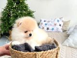 Ayicik Suratli Bal Yanakli Pomerani̇an Boo Bebekleri̇mi̇z