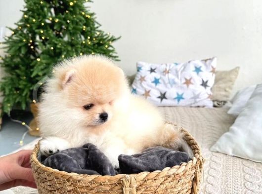 Ayicik Suratli Bal Yanakli Pomerani̇an Boo Bebekleri̇mi̇z görsel