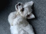 4 Aylık Maltipoo