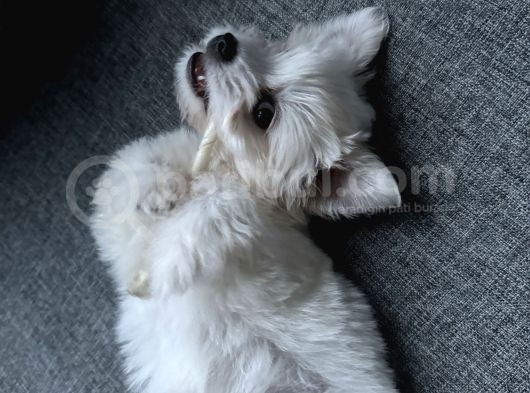 4 Aylık Maltipoo