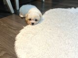 4 Aylık Maltipoo