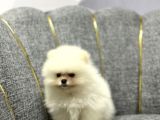 Kar Beyaz Pomerani̇an Boo Yavrumuz