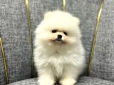 KAR BEYAZ POMERANİAN BOO YAVRUMUZ