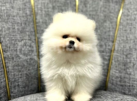 Kar Beyaz Pomerani̇an Boo Yavrumuz