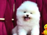 Kar Beyaz Pomerani̇an Boo Yavrumuz