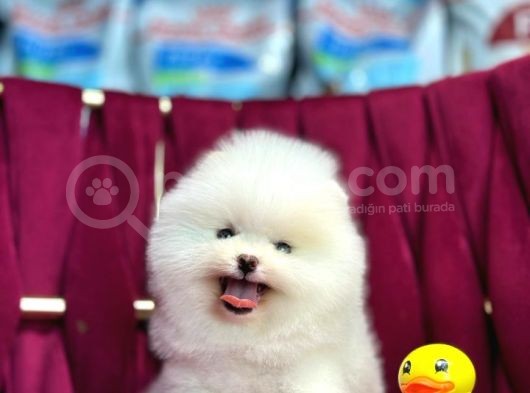 Kar Beyaz Pomerani̇an Boo Yavrumuz görsel