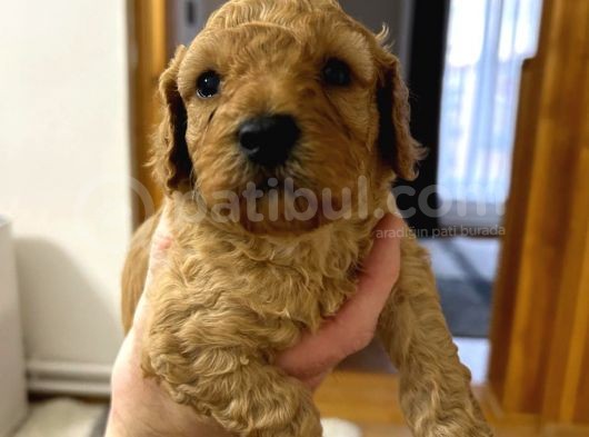 Toy Poodle