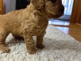Toy Poodle