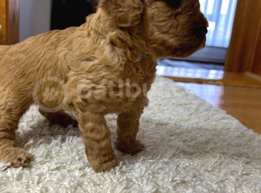 Toy Poodle görsel