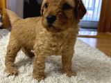 Toy Poodle