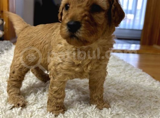 Toy Poodle görsel