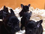 Black Frenç Buldog Yavrular