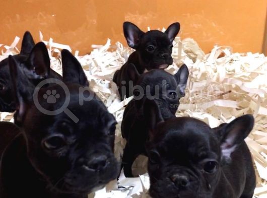 Black Frenç Buldog Yavrular görsel