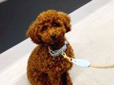 TOOY POODLE YAVRUMUZ 0 TEACUP 