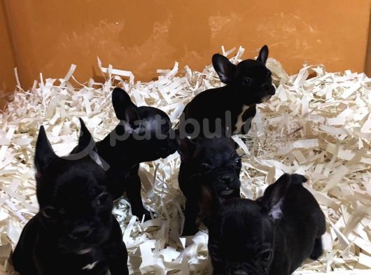 Black Frenç Buldog Yavrular görsel