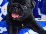 Tuvalet Eğitimli Tosun Gibi Pug Yavrular