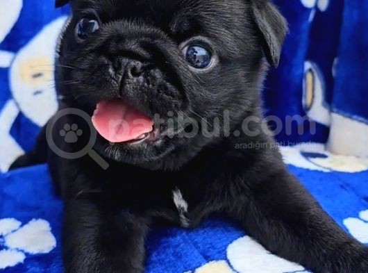 Tuvalet Eğitimli Tosun Gibi Pug Yavrular görsel