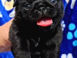 Tuvalet Eğitimli Tosun Gibi Pug Yavrular