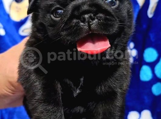 Tuvalet Eğitimli Tosun Gibi Pug Yavrular görsel