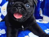 Tuvalet eğitimli tosun gibi pug yavrular