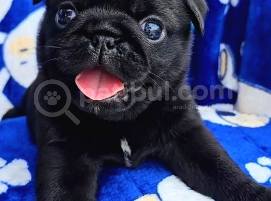 Tuvalet Eğitimli Tosun Gibi Pug Yavrular