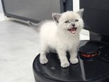 British Shorthair Longhair Bir Birinden Güzel Reng Reng Yvrl