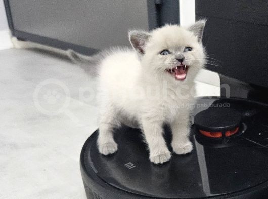 British Shorthair Longhair Bir Birinden Güzel Reng Reng Yvrl görsel