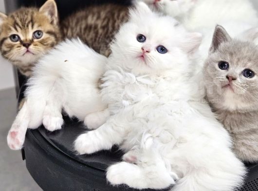 British Shorthair Longhair Bir Birinden Güzel Reng Reng Yvrl görsel