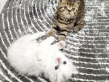 British Shorthair Longhair Bir Birinden Güzel Reng Reng Yvrl