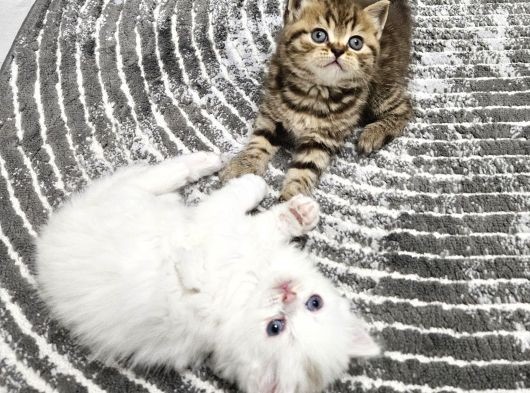 British Shorthair Longhair Bir Birinden Güzel Reng Reng Yvrl görsel