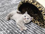 British Shorthair Longhair Bir Birinden Güzel Reng Reng Yvrl