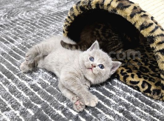 British Shorthair Longhair Bir Birinden Güzel Reng Reng Yvrl görsel