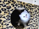 British Shorthair Longhair Bir Birinden Güzel Reng Reng Yvrl