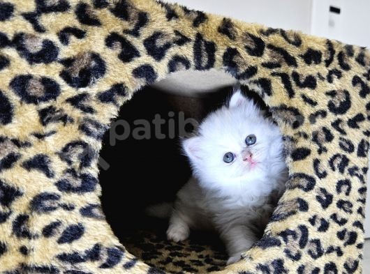 British Shorthair Longhair Bir Birinden Güzel Reng Reng Yvrl görsel