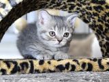 British Shorthair Longhair Bir Birinden Güzel Reng Reng Yvrl